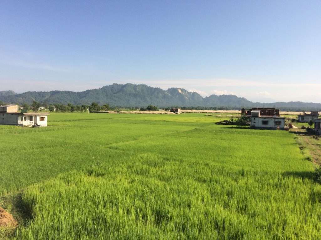 Areal view of rice farming in jhapa district