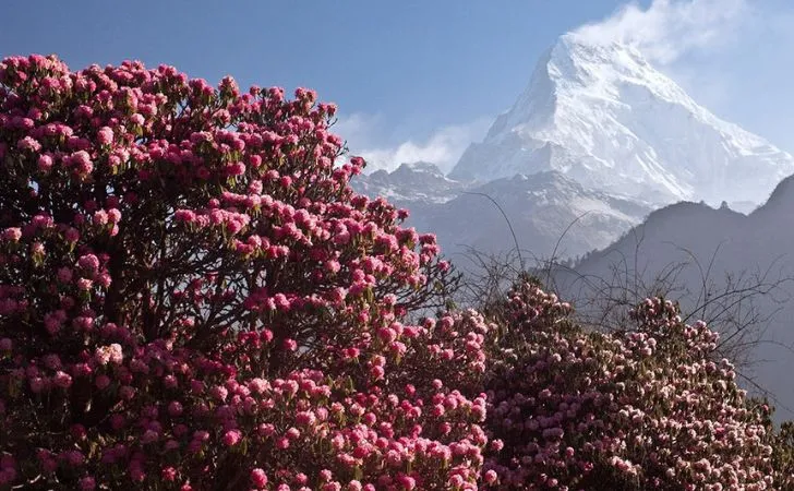 Beautiful Rhododendrons in tehrathum District in Eastern Nepal.